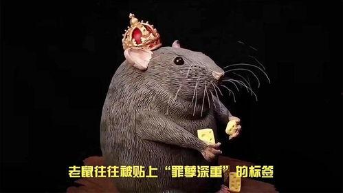 大雨爆料老鼠视频在线观看,城市“鼠患”何时休？  第2张